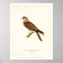 Search for kestrel art Vintage