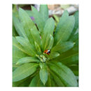 Search for ladybirds posters Plant