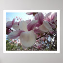 Search for white cherry blossom tree posters Nature