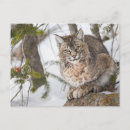 Search for bobcat postcards Snow