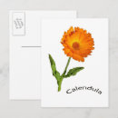 Search for calendulas postcards Flower