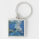 Search for bottlenose dolphin key rings Mayan riviera