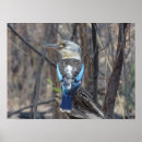 Search for kookaburras posters Wildlife