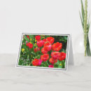 Search for red tulip cards Blossom