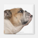 Search for side view magnets Domestic animals