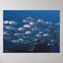 Search for raja art Fish
