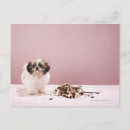 Search for floor postcards Domestic animals