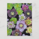 Search for hellebore postcards Floral