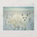 Search for arctic tundra postcards Snow
