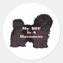 Search for havanese stickers Pet