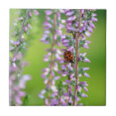 Search for ladybird tiles Insect