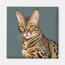 Search for bengal magnets Portrait