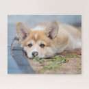 Search for corgi puzzles Pembroke welsh corgi