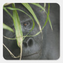 Search for uganda stickers Mountain gorilla