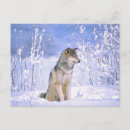 Search for timber wolf postcards Animal