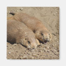 Search for prairie magnets Wildlife