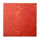 Search for vein tiles Photosynthesis