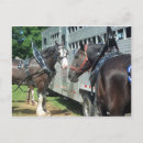 Search for draft horse Animals