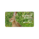 Search for jack rabbit Bunnies