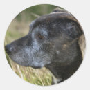Search for american pit bull terrier stickers Staffordshire
