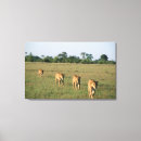 Search for botswana canvas prints Wildlife
