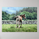 Search for cute foals posters Colt