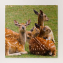 Search for alert photography Wildlife