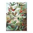Search for colourful canvas prints birds