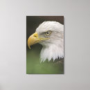 Search for haliaeetus canvas prints Wildlife