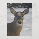 Search for mammal postcards Snow