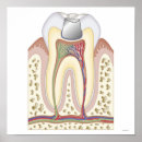 Search for dental posters Healthcare and medicine