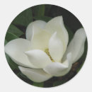Search for southern magnolia stickers Flower