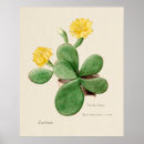 Search for vintage cactus art Plants