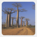 Search for baobab stickers Nature