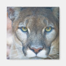 Search for puma magnets Wildlife