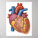 Search for human heart posters Blood vessels