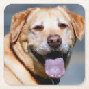 Search for grin coasters Yellow