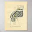 Search for shoulders posters Anatomy