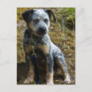Search for heeler postcards Dog