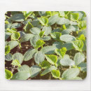 Search for cucumber mouse mats Garden