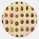 Search for beetle insect stickers Ladybug