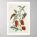 Search for blackwell posters Botanical