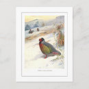 Search for partridge postcards Bird