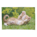 Search for funny cat pillowcases Kitten