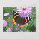 Search for red admiral butterfly Nature