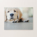 Search for golden retriever puppy puzzles Pet