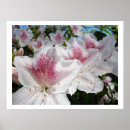 Search for white azalea art Azaleas