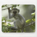 Search for rhodesia electronics Outdoors