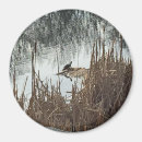 Search for solstice magnets Nature