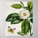 Search for magnolia posters Vintage botanical